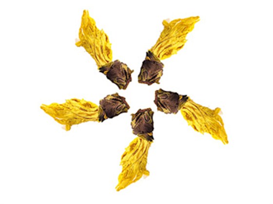 普通干燥黄石葵花