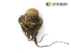 冻干黑玛卡