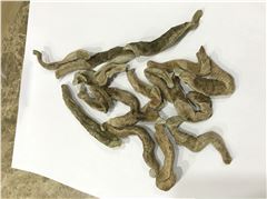 水蛭（菲牛蛭）冻干粉