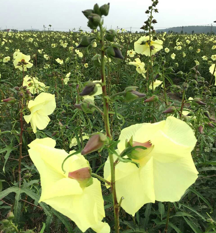 待采的黄蜀葵花